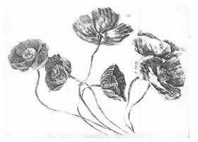花的素描畫法范例（一）
