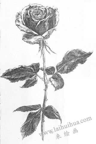 花的素描畫01