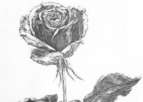 花的素描畫法范例（二）