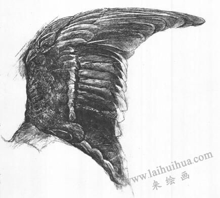 鳥的素描畫法范例02