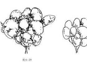 樹的鋼筆畫表現技法