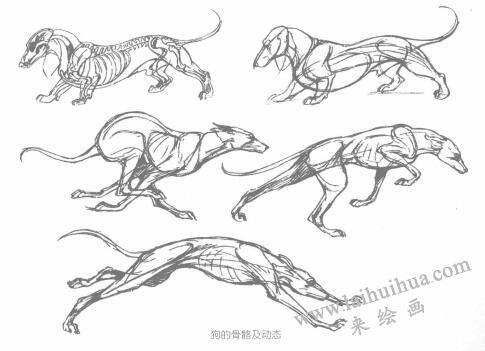 狗的結(jié)構(gòu)及其特征