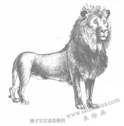 卡通獅子的幾何造型圖例步驟03