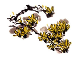 迎春花的畫法步驟解析