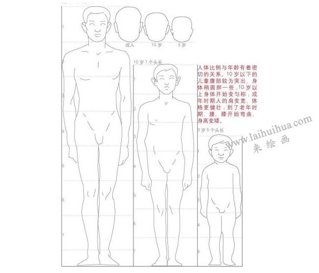 不同姿態(tài)的人體的比例