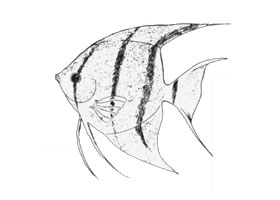 熱帶魚卡通畫畫法步驟