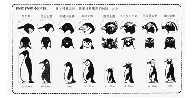 各種企鵝姿勢(shì)的卡通畫法