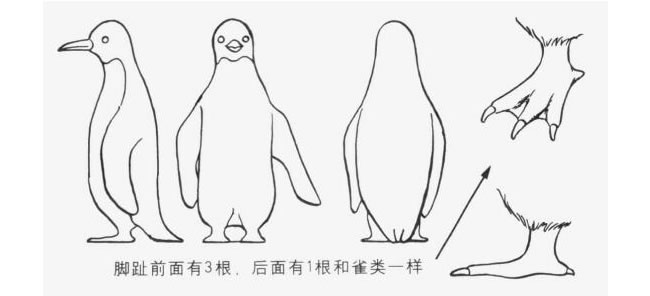 企鵝的站姿卡通畫法