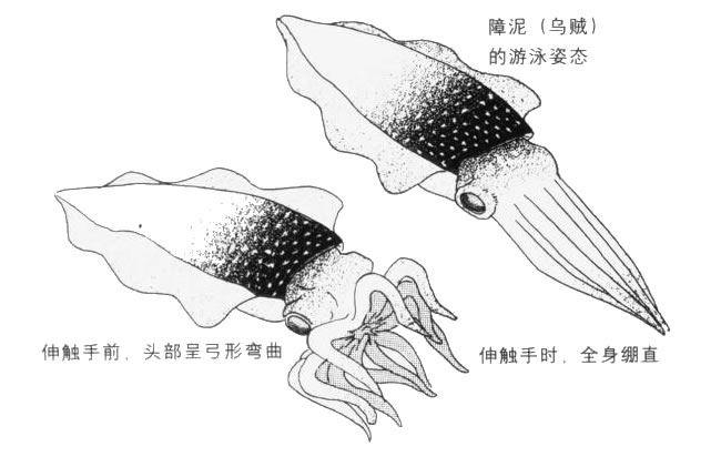 烏賊卡通畫法