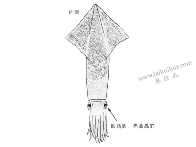烏賊內(nèi)側(cè)卡通畫法