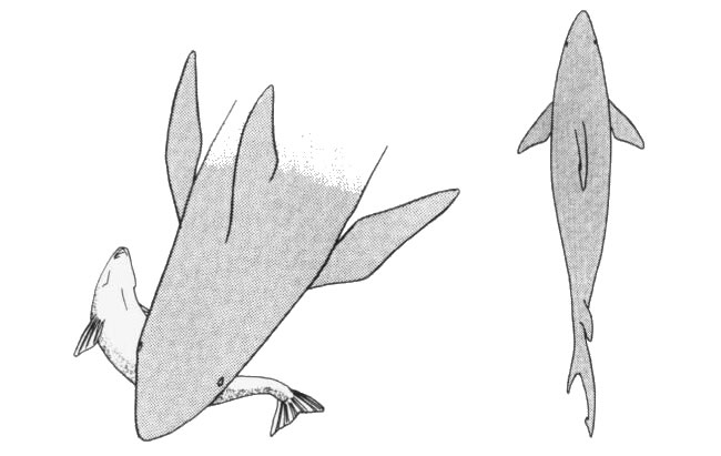 鯊魚(yú)卡通畫法