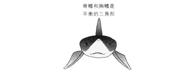 鯊魚(yú)的背鰭和胸鰭卡通畫法