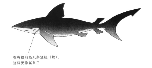 鯊魚(yú)卡通畫法