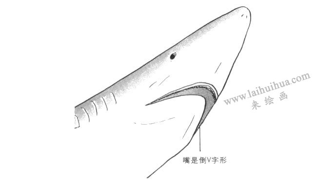 鯊魚(yú)的嘴卡通畫法