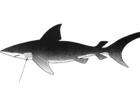 鯊魚(yú)卡通畫(huà)法
