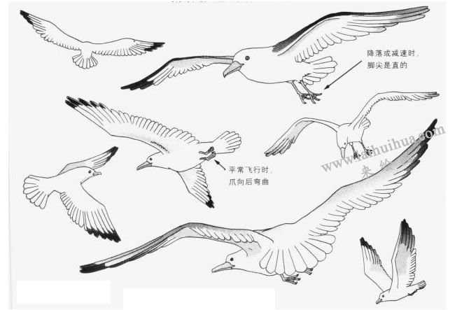 海鷗卡通畫畫法（飛翔的海鷗、降落的海鷗）