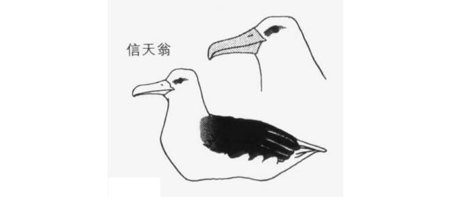 海鷗卡通畫畫法（信天游）