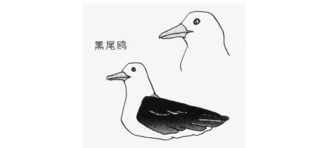海鷗卡通畫畫法（黑尾鷗）