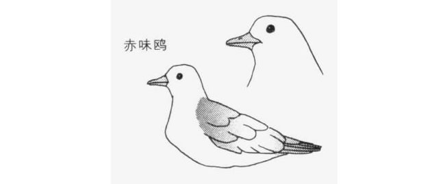 海鷗卡通畫畫法（赤味鷗）