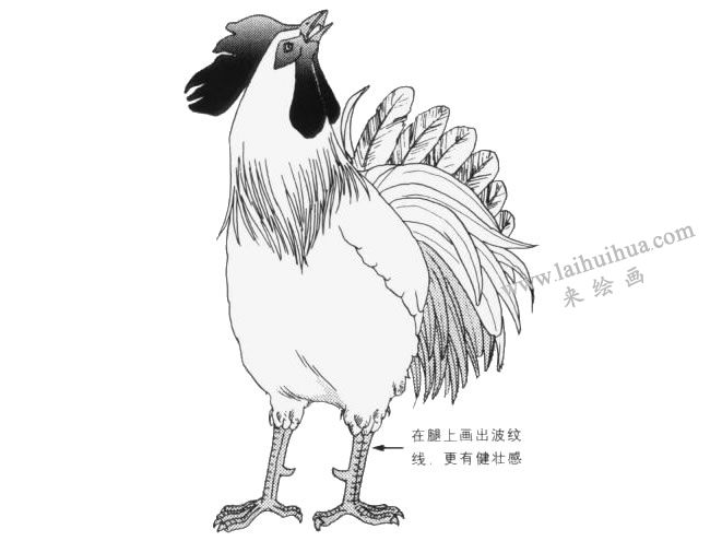 公雞卡通畫畫法