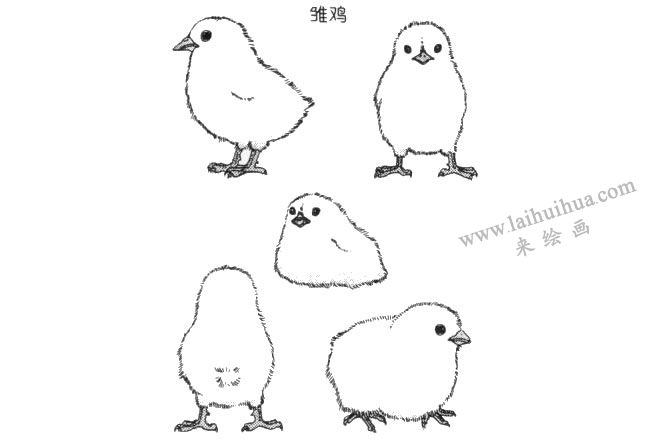 雛雞卡通畫法