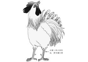 雞的卡通畫法