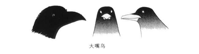 大嘴巴烏鴉卡通畫畫法