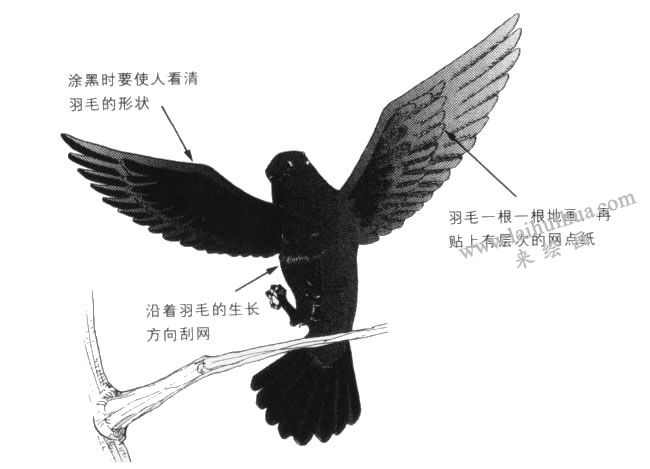 烏鴉卡通畫法詳解