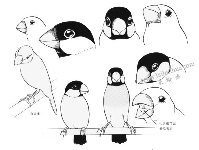 白雀斑卡通畫畫法