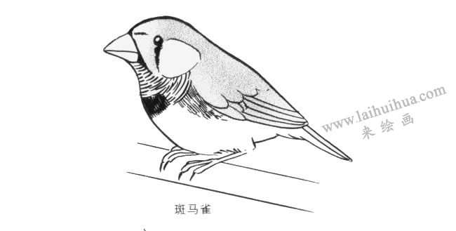 斑馬雀卡通畫畫法