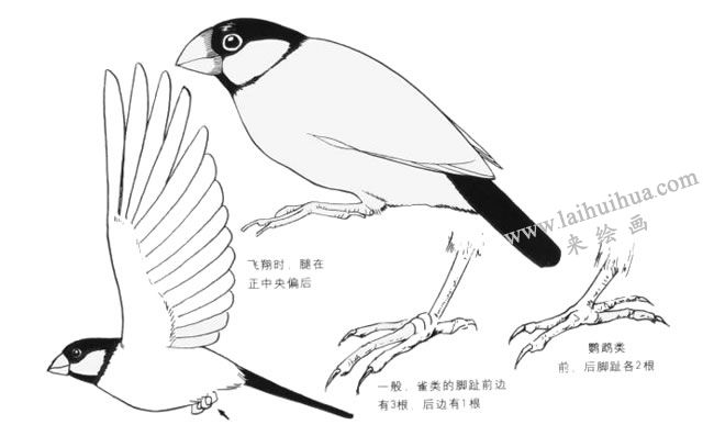 鸚鵡類卡通畫畫法