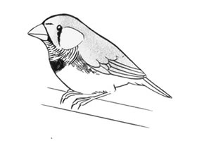 鳴鳥卡通畫畫法