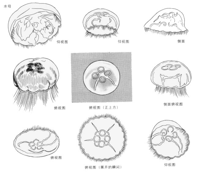 水母卡通畫法