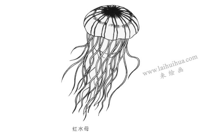 紅水母卡通畫法