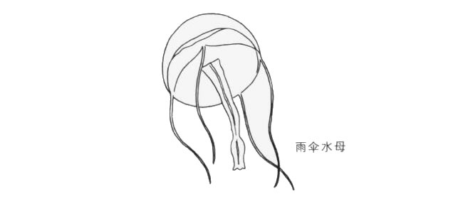 雨傘水母卡通畫法