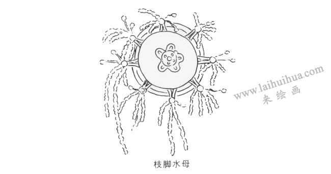 枝腳水母卡通畫法