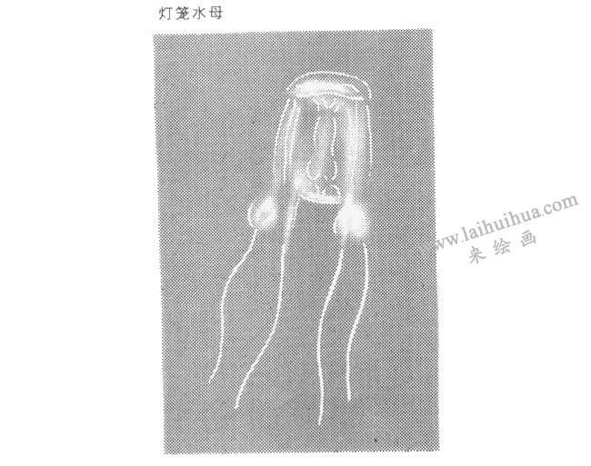 紅燈籠水母卡通畫法