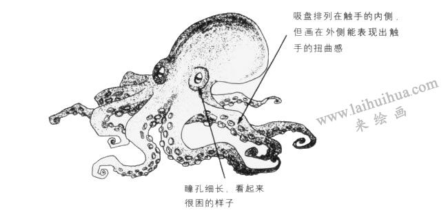 章魚卡通畫法