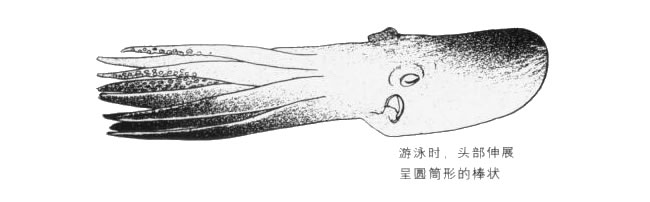 游泳的章魚卡通畫法