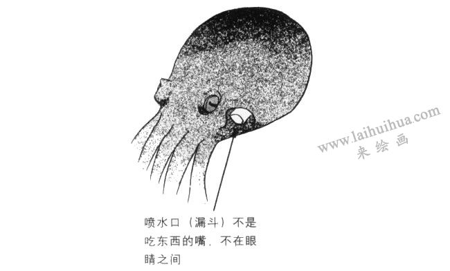 章魚卡通畫法