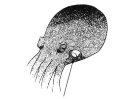 章魚(yú)卡通畫(huà)法