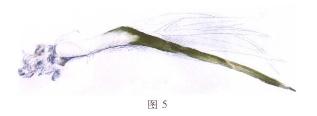 大蒜水粉畫寫生步驟02
