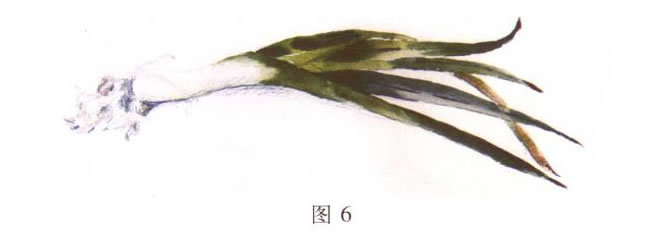 大蒜水粉畫寫生步驟03