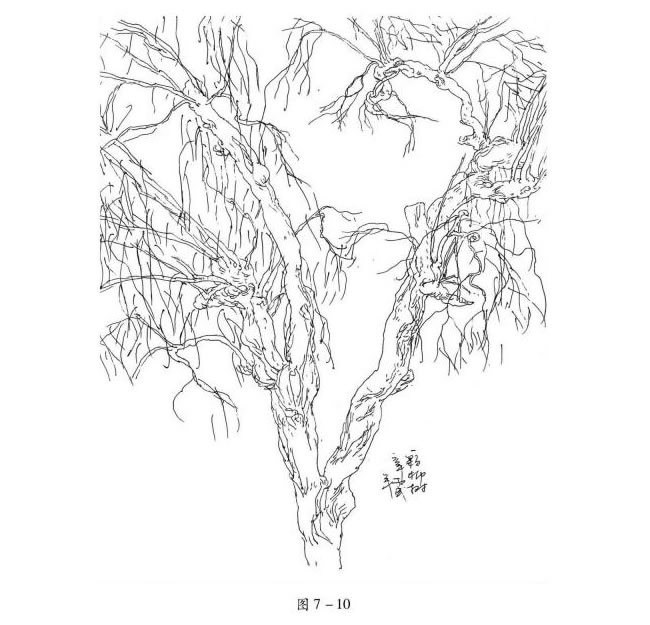 柳樹的速寫方法解析