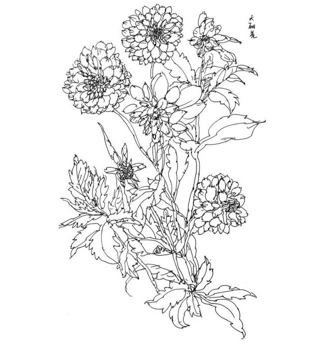 花卉速寫的觀察方法