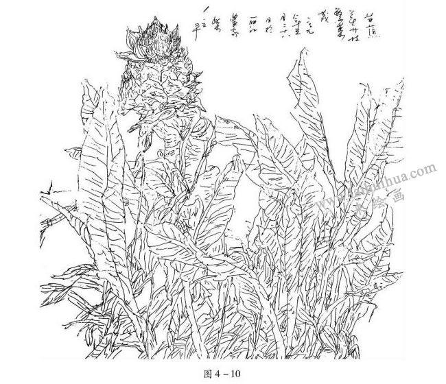 芭蕉的速寫作品