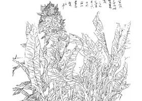 花卉速寫的步驟