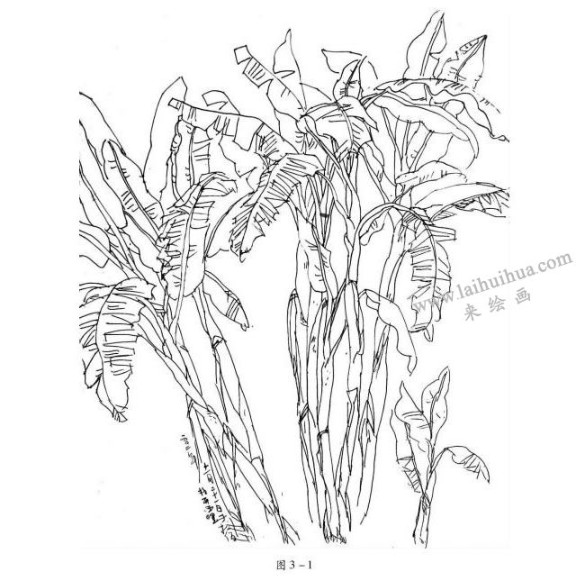 芭蕉線性速寫