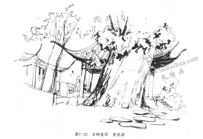 古樹速寫