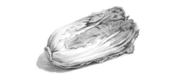 白菜明暗素描繪畫方法步驟06